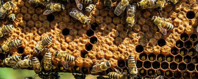 蜜蜂合群