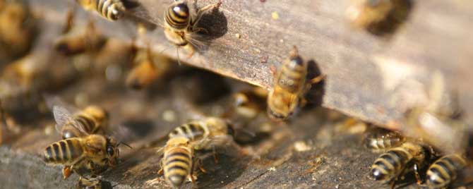 蜜蜂分蜂