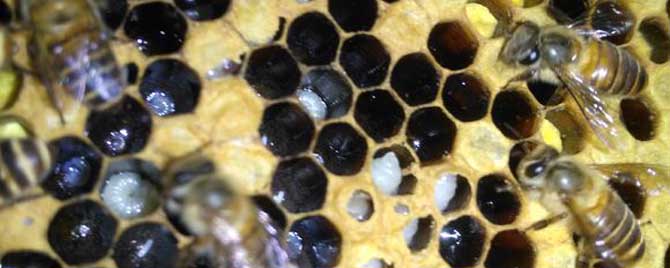 蜜蜂烂子病图图片
