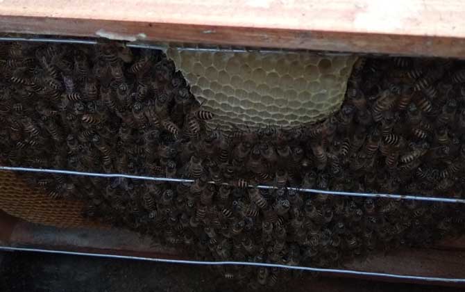 蜂群越冬