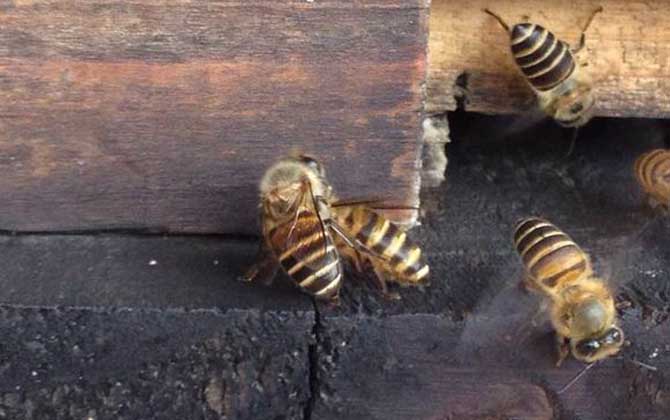 蜜蜂过箱