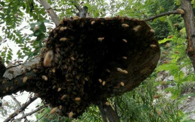 收捕蜜蜂