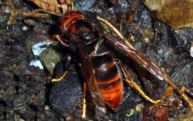 野蜂种类毒蜂图片
