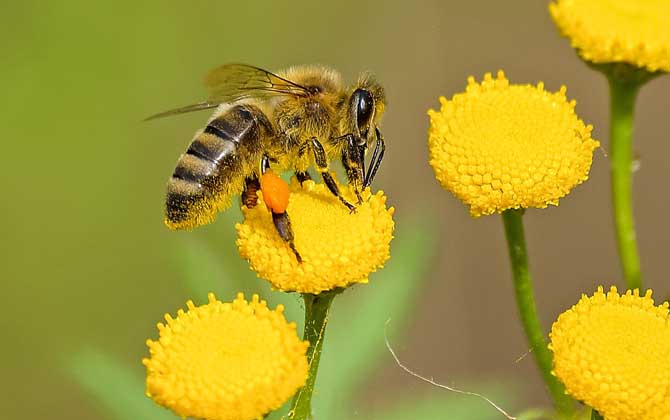 蜜蜂有几个品种 蜜蜂有些什么品种