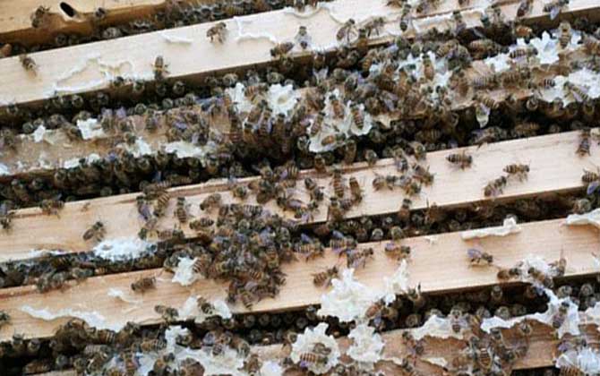 意蜂养殖
