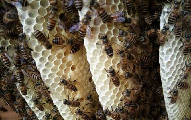 蜜蜂造脾