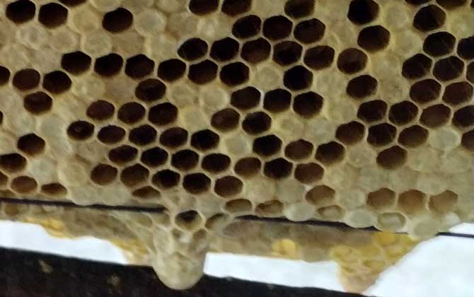 蜜蜂王台