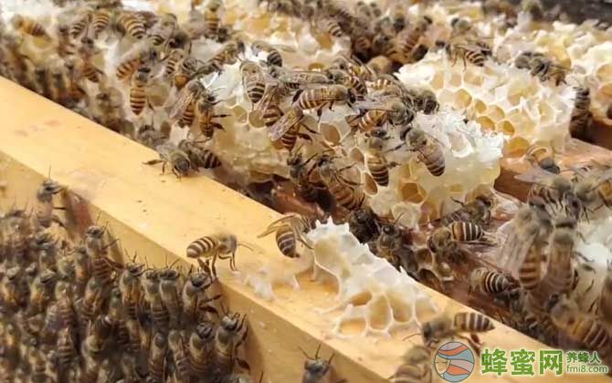 新手养蜂