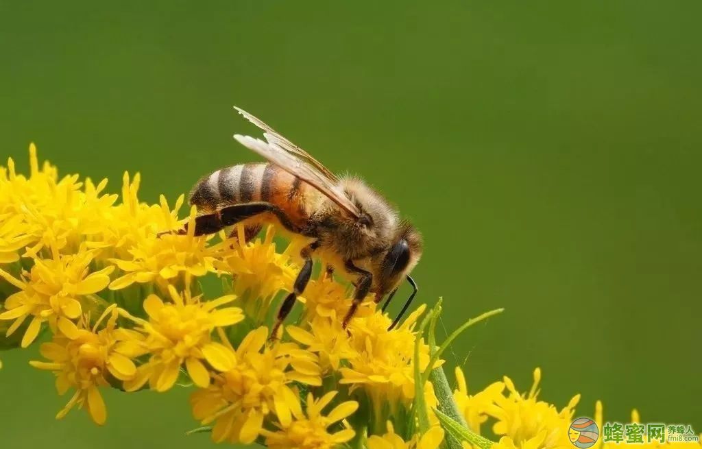 蜜蜂的信息素是什么（蜜蜂的信息素主要有哪些）