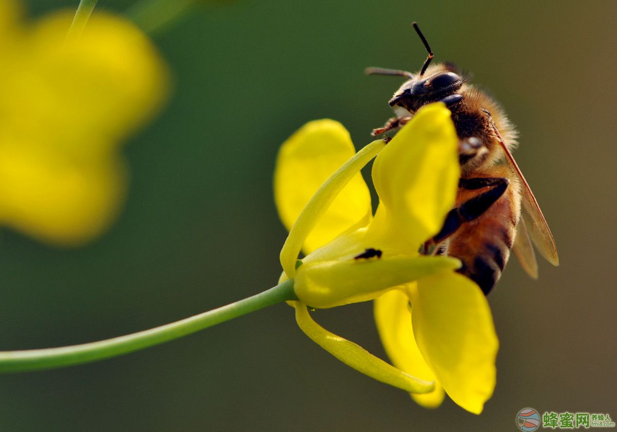 蜜蜂的信息素是什么（蜜蜂的信息素主要有哪些）