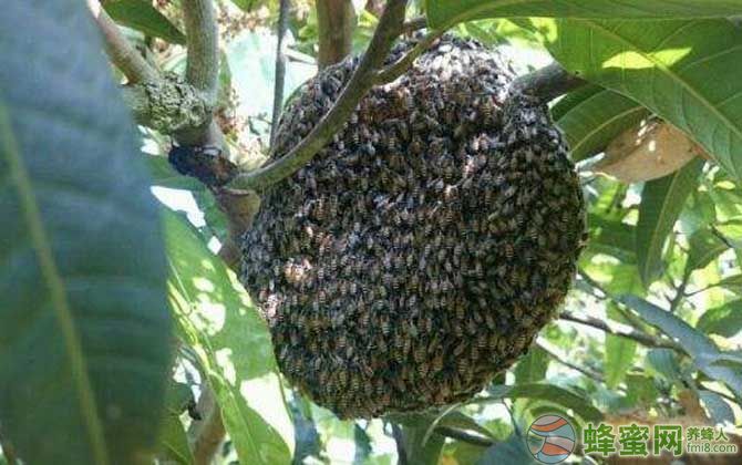 新疆黑蜂有毒吗（黑色的蜜蜂有毒吗）