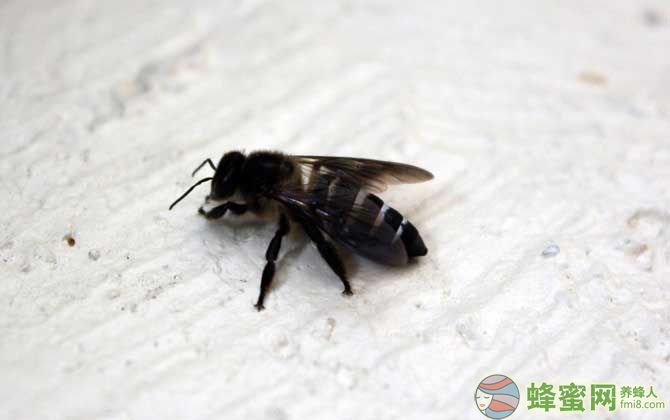 什么是新疆黑蜂（ 新疆黑蜂有什么特点）