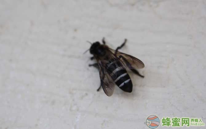 什么是新疆黑蜂（ 新疆黑蜂有什么特点）