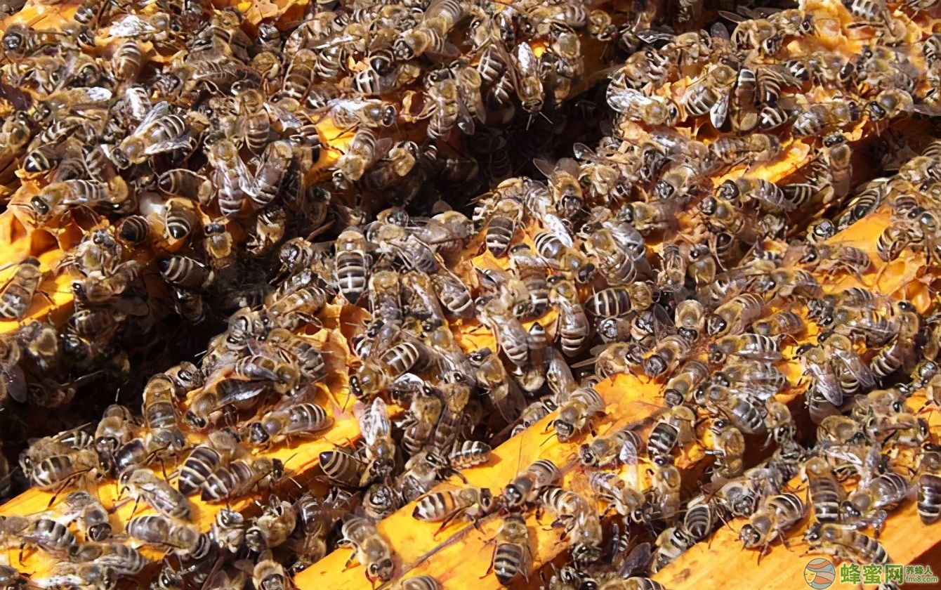 意蜂春繁怎样快速繁蜂（意蜂繁殖快的秘密和技术养殖方法）