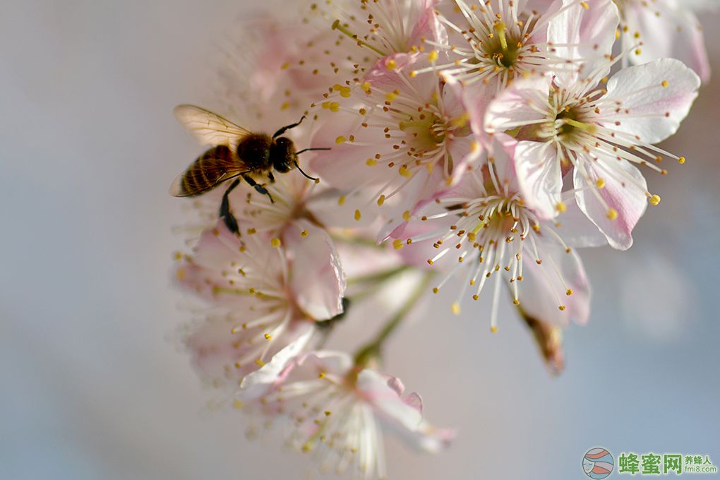 弱群500只蜂能养活吗（养活几百只蜜蜂的方法）