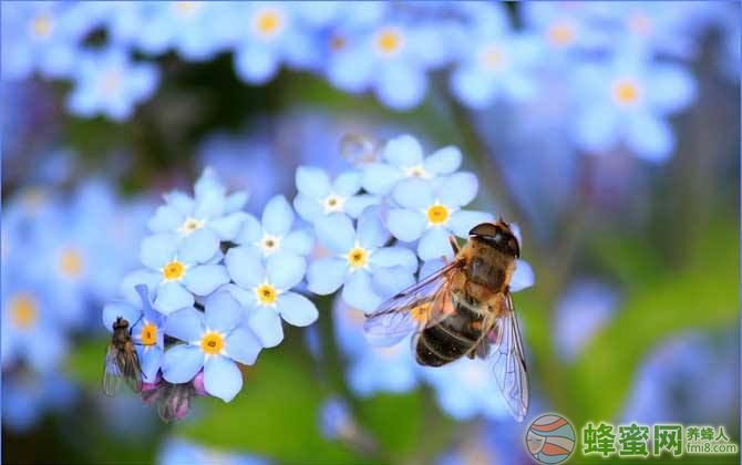 蜜蜂蛹病如何防治？