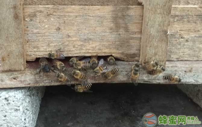 养蜂成本