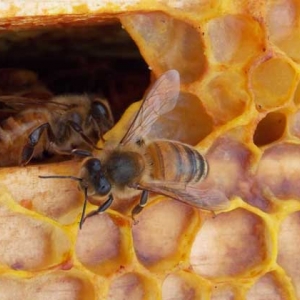 蜂胶的功效与作用及食用方法