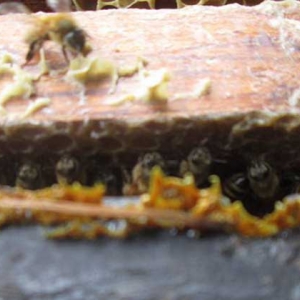 男人吃蜂胶会影响性功能吗？