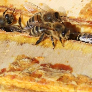 蜂胶什么时候吃最好？