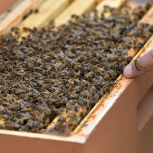 蜂胶可以长期服用吗？