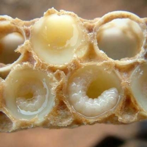 吃蜂王胎一年后有什么变化？