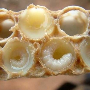 蜂王浆和蜂王胎的区别