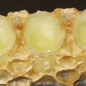长期吃蜂王浆有什么副作用？