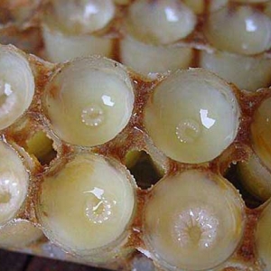 蜂王浆是怎么形成的？