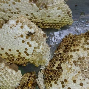 蜂巢价格多少钱一斤？