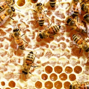 蜂巢熬水能治好鼻炎吗？