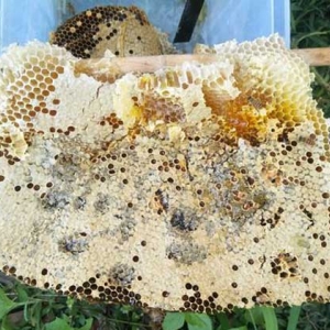 蜂巢有什么作用与功效？