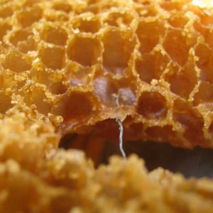 蜂巢的作用与功效及禁忌人群