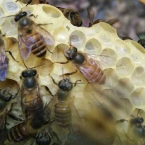 蜜蜂窝是什么做成的？