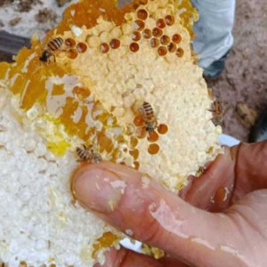 蜂巢真的能治鼻炎吗？