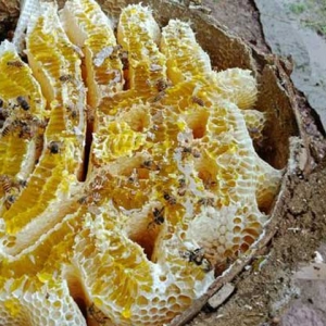 蜂巢由哪些成分组成的？