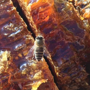 网上能买到真的蜂巢蜜吗？