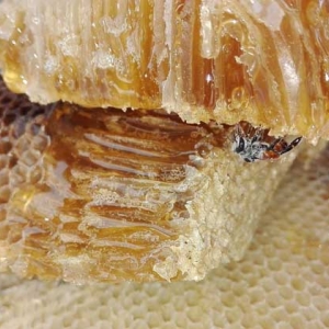 女人吃蜂巢蜜的副作用有哪些？
