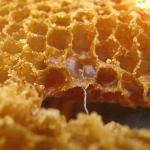 老蜂巢蜜治疗鼻炎怎么吃？