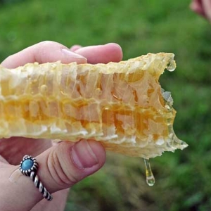 真的蜂巢蜜是什么样子？