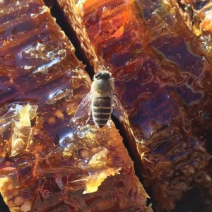 蜂巢蜜里的蜂蜡能吃吗？
