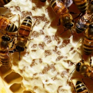 哪些人不适合吃蜂巢蜜？