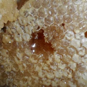 蜂巢蜜是怎么形成的？