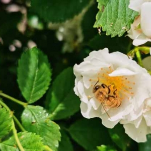 蜂毒对肾的副作用有哪些？
