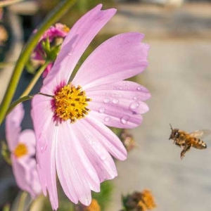 蜂疗有什么害处及副作用？