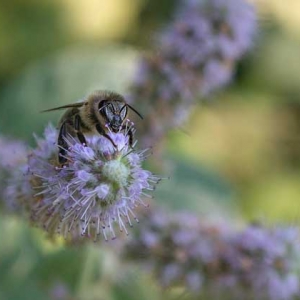 蜂毒对蜂群有什么作用？