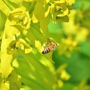 蜜蜂毒是酸性还是碱性？