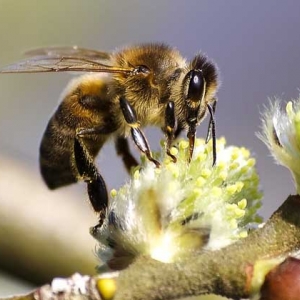 蜂毒真的能治类风湿吗？