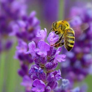 蜂毒有什么功效及用途？