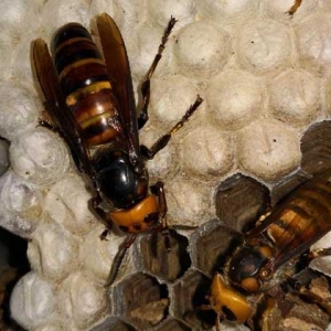 蜂蛹酒保质期一般有多久？